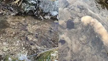 Eksempel på opvækst af lammehaler i Vallensbæk, Sydthy. Ensilageforurening.