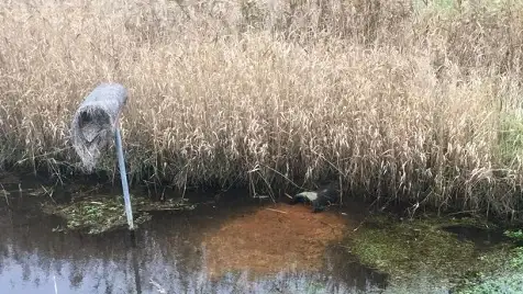 Okkerudledning fra dræn ved Sjørring Sø Kanal.